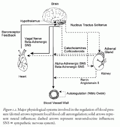 Major physiological systems involved in the regulation of blood pressure (dotted arrows represent local blood cell autoregulation; solid arrows represent neural influences; dashed arrows represent neuroendocrine influences; SNS sympathetic nervous system).